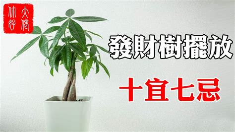 风水樹